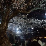 2011夜桜