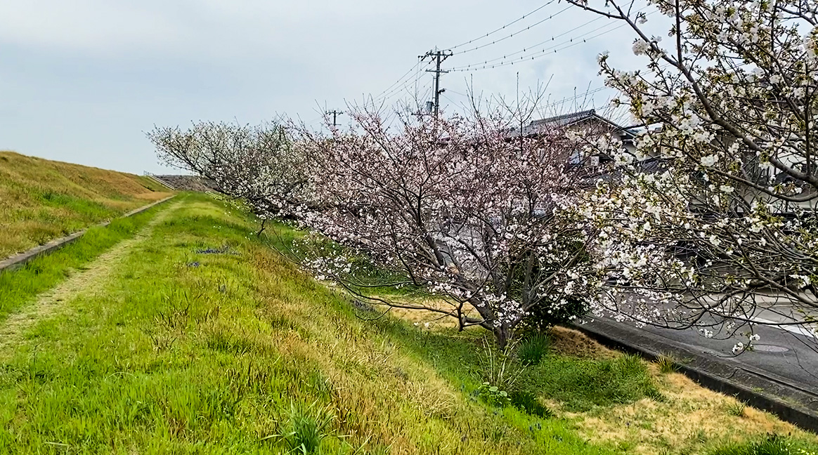 重信川の土手に広がる桜並木は癒しのスポット