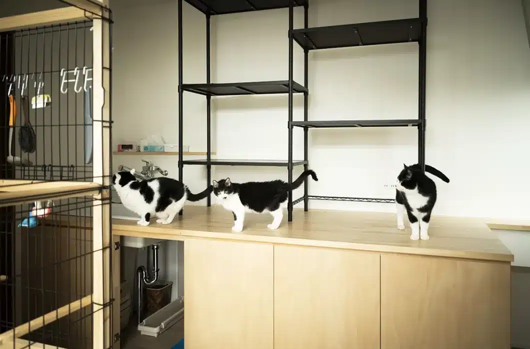 松山市K様邸・キャットウォークのある空間で自由に過ごす複数の猫