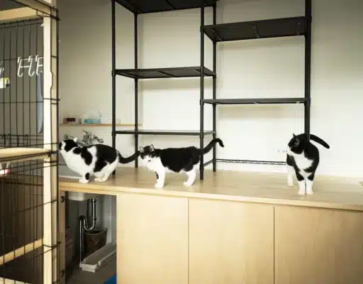 松山市K様邸・キャットウォークのある空間で自由に過ごす複数の猫