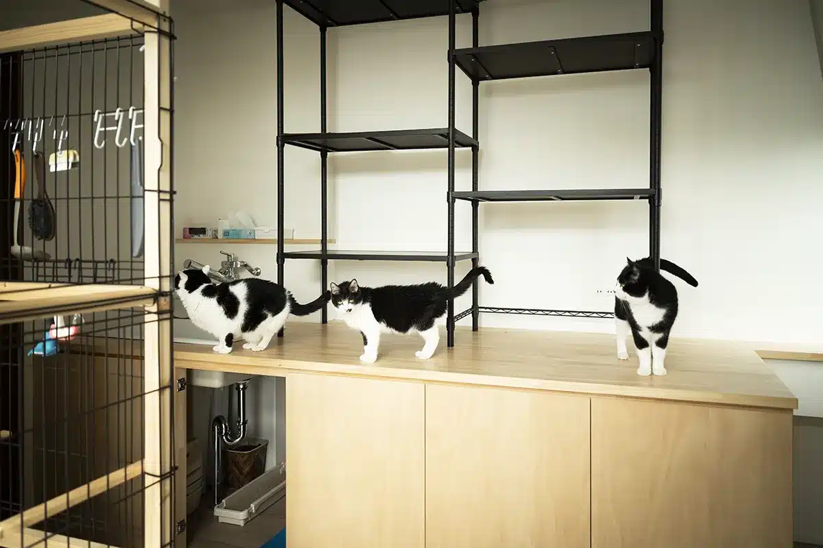 松山市K様邸・キャットウォークのある空間で自由に過ごす複数の猫