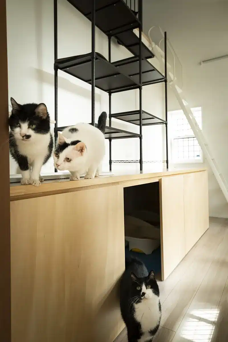 松山市K様邸・猫の出入り口を設けた造作収納とアイアン棚の猫専用部屋詳細