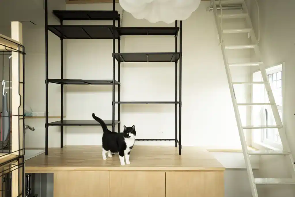 松山市K様邸・アイアン棚とはしごを備えた猫専用部屋の全体レイアウト